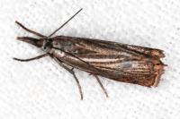 Chrysoteuchia culmella