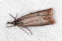 Chrysoteuchia culmella