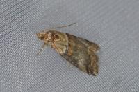 Acrobasis tumidana