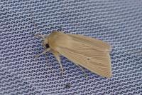 Mythimna pallens
