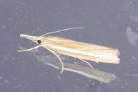 Agriphila selasella