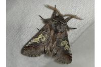 Diloba caeruleocephala