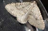 Colostygia multistrigaria olbiaria