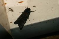 Aporophyla nigra