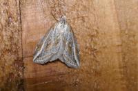 Chesias legatella