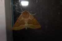 Crocallis tusciaria