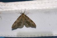 Epirrita