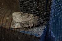 Eugnorisma depuncta