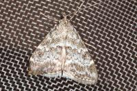 Evergestis sophialis
