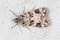 Eudonia delunella