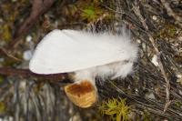 Sphrageidus similis
