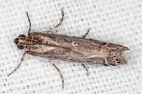 Pempeliella ardosiella venturiella