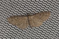 Eupithecia virgaureata