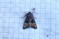 Euplexia lucipara
