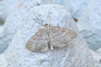 Idaea macilentaria