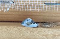 Cilix glaucata