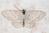 Scopula marginepunctata