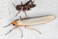 Eilema caniola