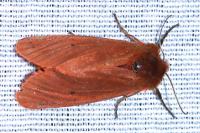Phragmatobia fuliginosa
