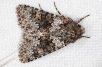 Hecatera dysodea