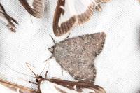Heterophysa dumetorum