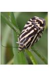 Emmelia trabealis