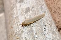Eilema caniola