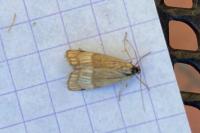 Chrysocrambus linetella