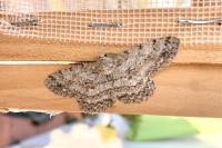 Hypomecis punctinalis
