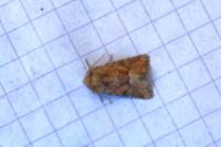 Oligia fasciuncula