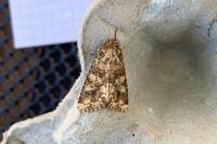 Conisania luteago olbiena