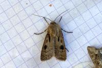 Agrotis exclamationis exclamationis