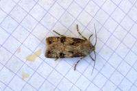 Agrotis puta