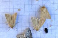 Mythimna impura
