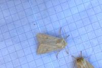 Mythimna vitellina