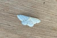 Idaea subsericeata
