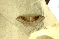 Idaea degeneraria