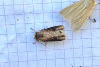 Axylia putris