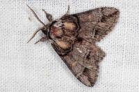 Drymonia velitaris