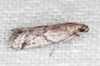 Ephestia mistralella