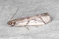 Ephestia mistralella