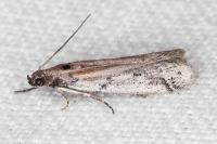 Ephestia mistralella