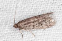 Ephestia woodiella