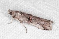 Pempelia palumbella