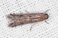 Pempeliella ardosiella venturiella