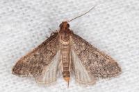 Bostra obsoletalis