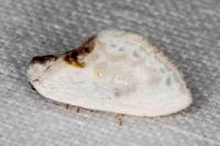 Cilix glaucata/hispanica