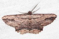Menophra abruptaria