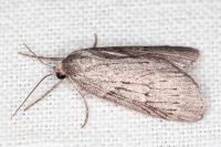 Pachycnemia hippocastanaria hippocastanaria