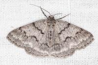 Pseudoterpna coronillaria